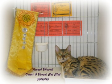 Bengal Cat Breeder